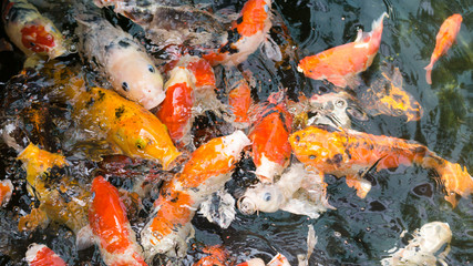 Colorful fancy carp fish or koi fish in ponds garden. Selective focus