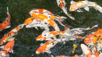Fototapeta na wymiar Colorful fancy carp fish or koi fish in ponds garden. Selective focus