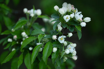 white flowers on a green background