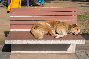 The red dog lies and warming on the sun on the bench