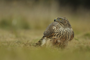 Face to face with Northern Goshawk Accipiter gentilis