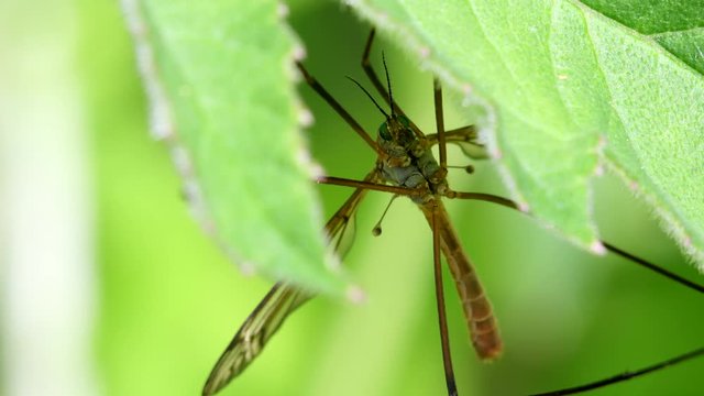CloseUp movie of Crane Fly on a leaf.