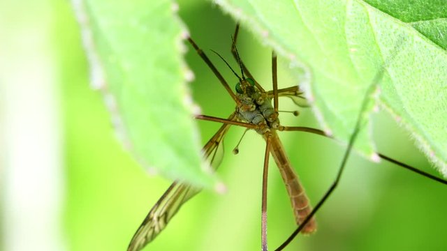 CloseUp movie of Crane Fly on a leaf.