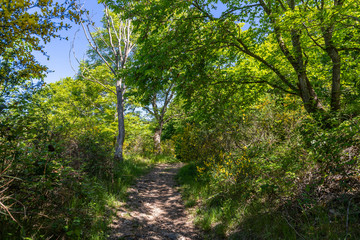 Fototapeta na wymiar Walking trail through the forest on the Lemberg