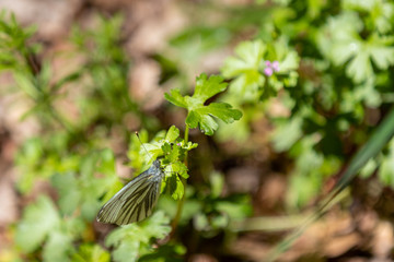 Cabbage white butterfly sitting on a green leaf