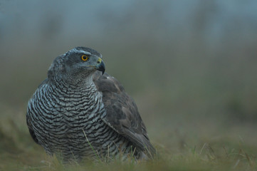Face to face with Northern Goshawk Accipiter gentilis