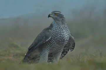 Face to face with Northern Goshawk Accipiter gentilis