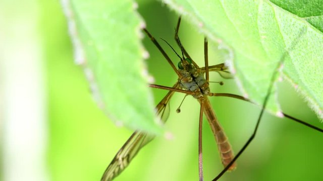 CloseUp movie of Crane Fly on a leaf.