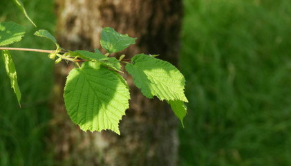 green leaves on a tree