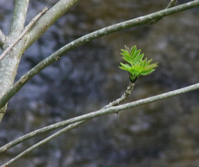 close up of a branch of a tree