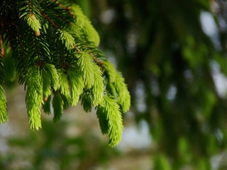 close up of pine needles