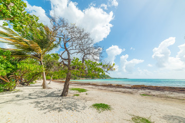 Pointe de la Saline beach in Guadeloupe