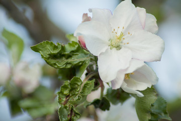 Spring apple bud in the fruit orchard.