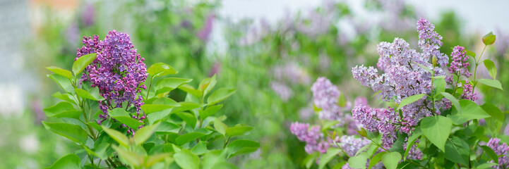 Spring blooming lilac on a blurry background with bokeh effect.
