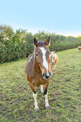 head of horse