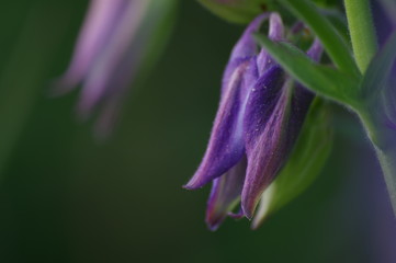 close up of purple flower