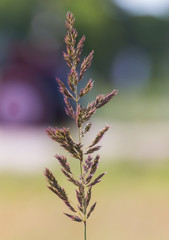 Wilde Gräser auf Wiese