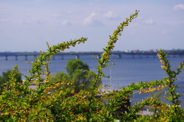 
branches of a bush against the background of a bridge over a river