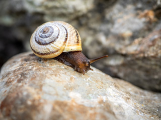 Snail on a rock