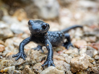 Salamander on a rock