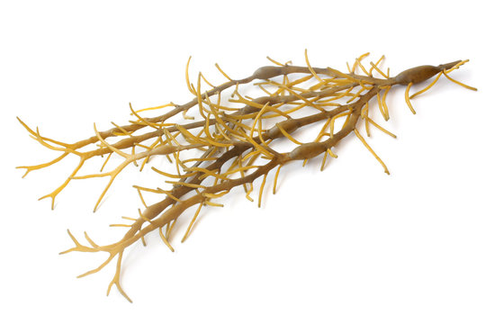 Brown Seaweed (Ascophyllum Nodosum)