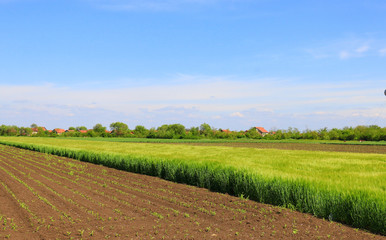 green wheat field close up