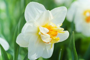 Beautiful spring daffodil
