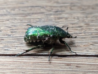Goldglänzender Rosenkäfer - Cetonia aurata