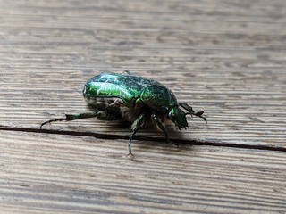Goldglänzender Rosenkäfer - Cetonia aurata