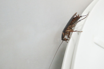 Close-up image of cockroach in toilet on background,defocus.