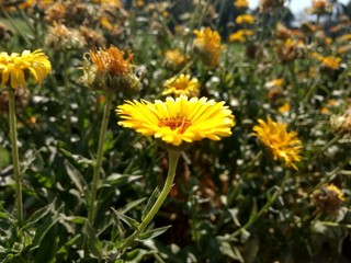 yellow flowers in the garden