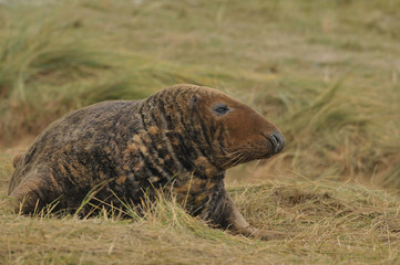 Grey seal Halichoerus grypus at Donna Nook