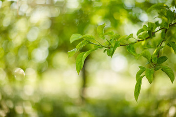 Apple tree branch sways on a blur background. Sunlight fills the background. Copy space. Green tree bokeh