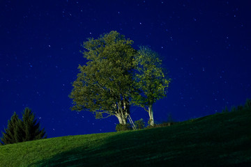 Obraz na płótnie Canvas Beautiful maple tree (Acer pseudoplatanus) in the Alps at night with stars in the background