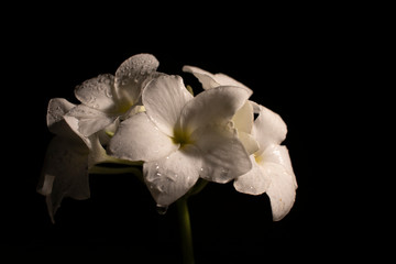 Naklejka na ściany i meble white orchid flower isolated