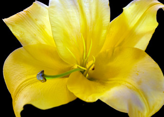 Yellow lily closeup