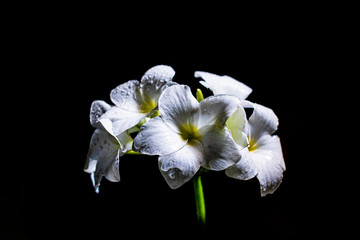 Fototapeta premium white crocus flowers