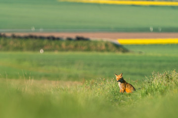 Red fox waiting for breakfast