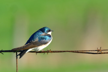 blue tit on a branch