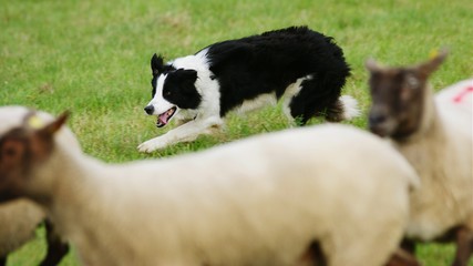 Border Collie With Sheep On Field