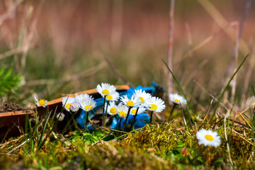Daisies or bellis perennis with plastic waste on a covered landfill in northwest Germany © SoilPaparazzi
