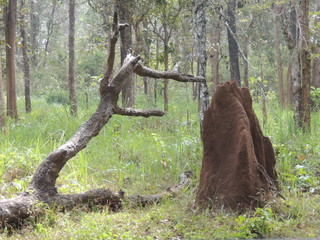 wilf forest..ants