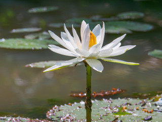 Lotus flower in a pond