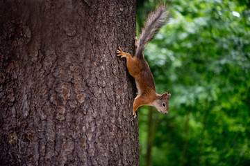 Forest squirrel on a tree in natural conditions