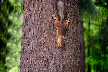 Forest squirrel on a tree in natural conditions