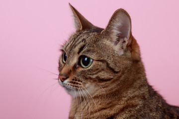 Fototapeta na wymiar Portrait of shorthair cat on a pink background