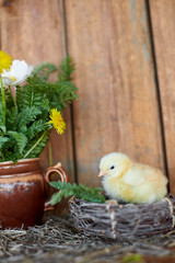A chick in the nest near the flower composition. Easter table decoration.