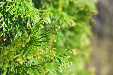 Bright green cypress pine tree. Thuja tree branches. 