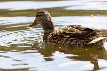 Mallard anas platyrhynchos duck swims in the pond. Sunny day.