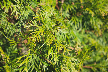 Bright green cypress pine tree branches close-up. Thuja tree.